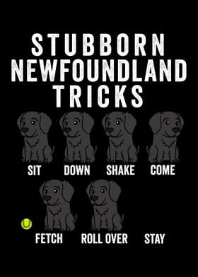 Newfoundland Dog Tricks