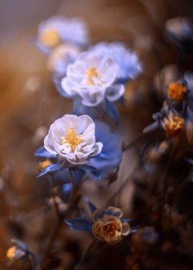 Purple flowers in garden