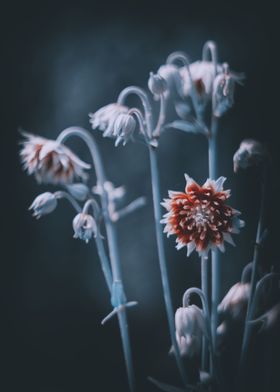 Spring flowers in garden