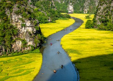 Beauty of ripen rice field