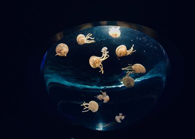 jellyfish hemisphere