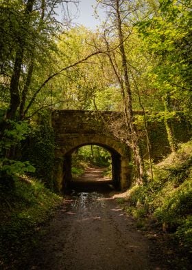 Bridge Through the Forest