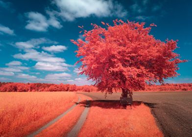 Infrared tree in summer