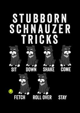 Stubborn Schnauzer Tricks 