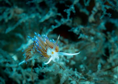 Underwater Nudibranch