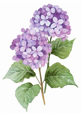 Hydrangeas Purple