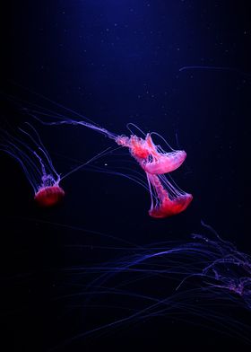 red jellyfish night