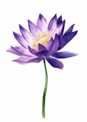 Purple Lotus Flower