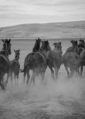 horse run black and white