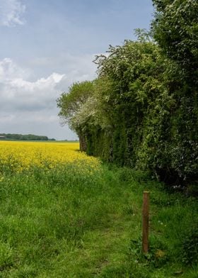 Sunny Spring Field