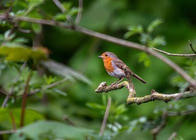 Little Woodland Robin