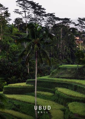 Ubud 