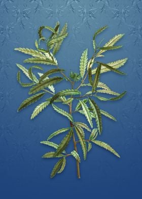 Sweetfern on Bahama Blue