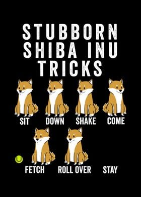 Stubborn Shiba Inu Tricks 