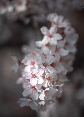 Close Cherry Blossoms