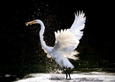 Swan catching Fish