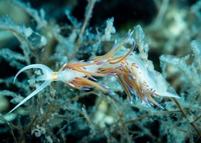 Underwater Nudibranch