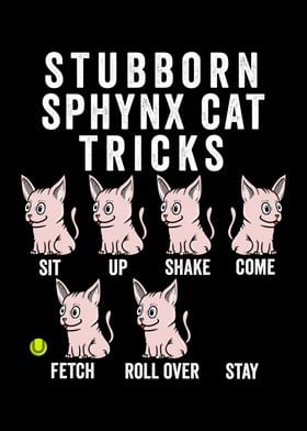 Stubborn Sphynx Cat Tricks