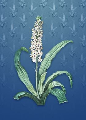 Vintage Eucomis Punctata