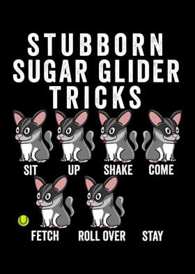 Sugar Glider Tricks