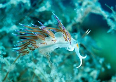 Underwater Nudibranch