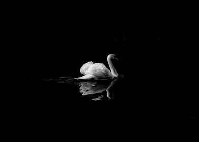 White Swan