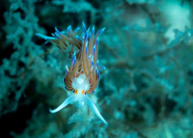 Underwater Nudibranch