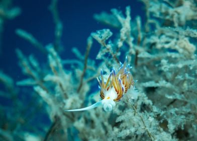 Underwater Nudibranch