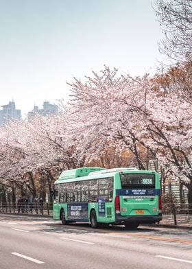 Cherry Blossom Street