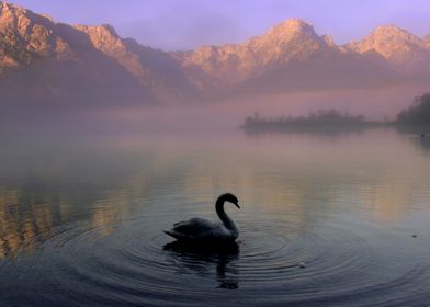 Swan in the Mountains