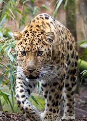 Amur Leopard