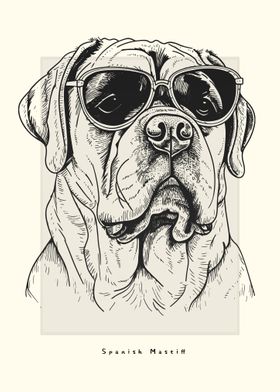 Spanish Mastiff Sketch