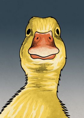 Funny Duck Meme