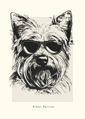 Silky Terrier Sketch