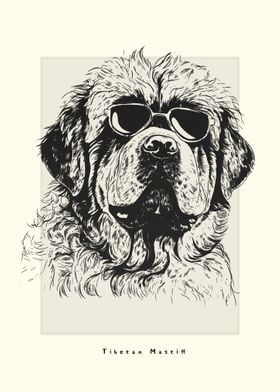 Tibetan Mastiff Sketch