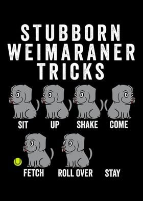 Stubborn Weimaraner Tricks