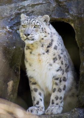 Snow Leopard