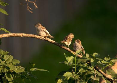 Three sparrows on a branch