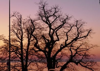 photo sunset tree