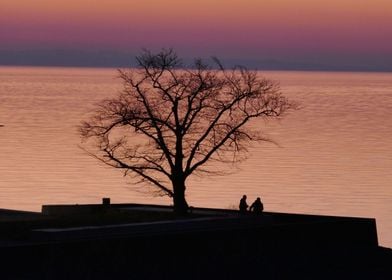 photo sunset love tree