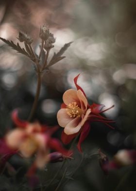 Colorful spring flowers