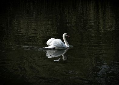 Swan in the Water