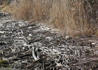 photo deadwood flotsam