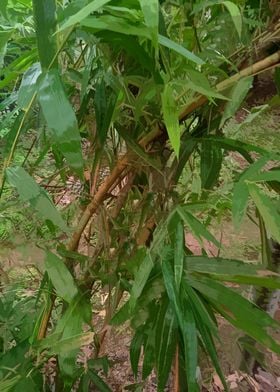 Bamboo Forest