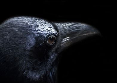 black beak