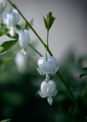 White flowers in garden