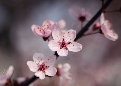 Pink Cherry blossom, macro