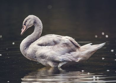 Old Swan