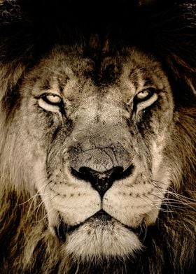 Face of Lion