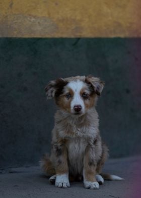 Border Collie Pup